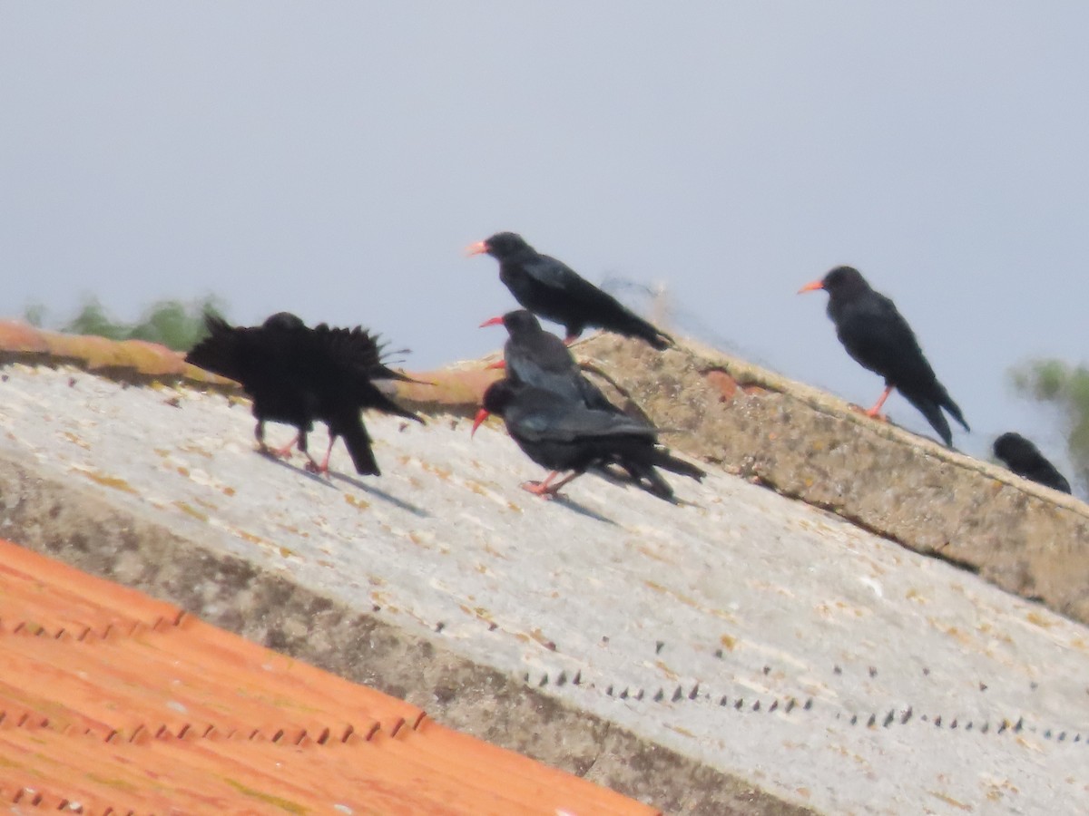 Red-billed Chough - ML620994281