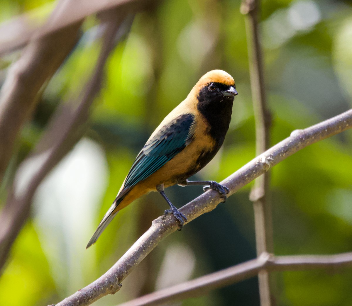 Burnished-buff Tanager - ML620994287