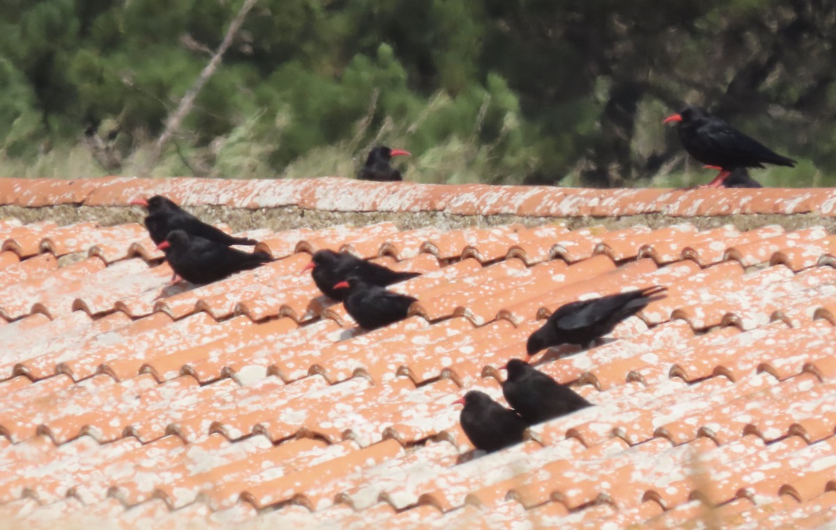 Red-billed Chough - ML620994293