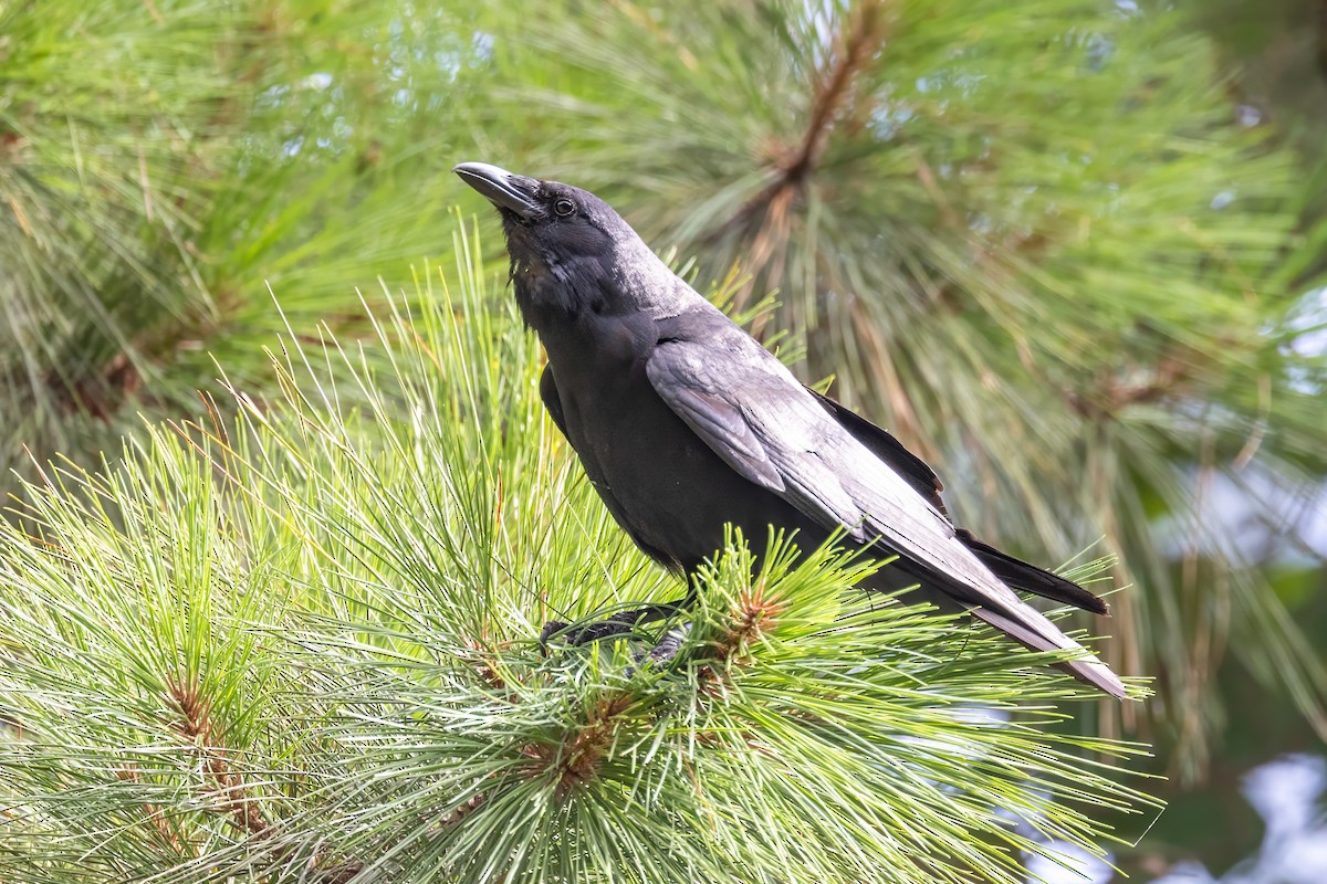 Fish Crow - Sandy & Bob Sipe