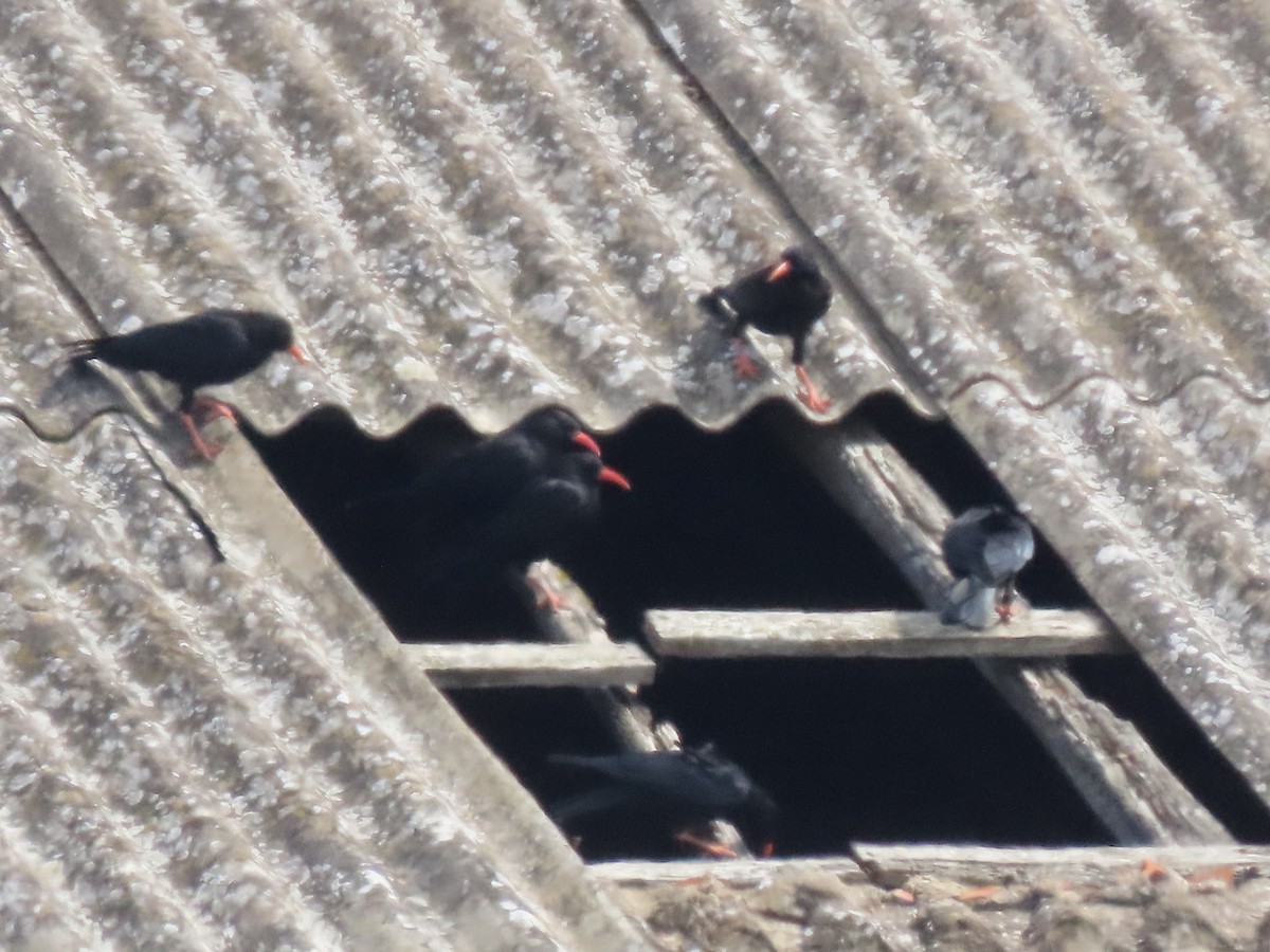 Red-billed Chough - ML620994305