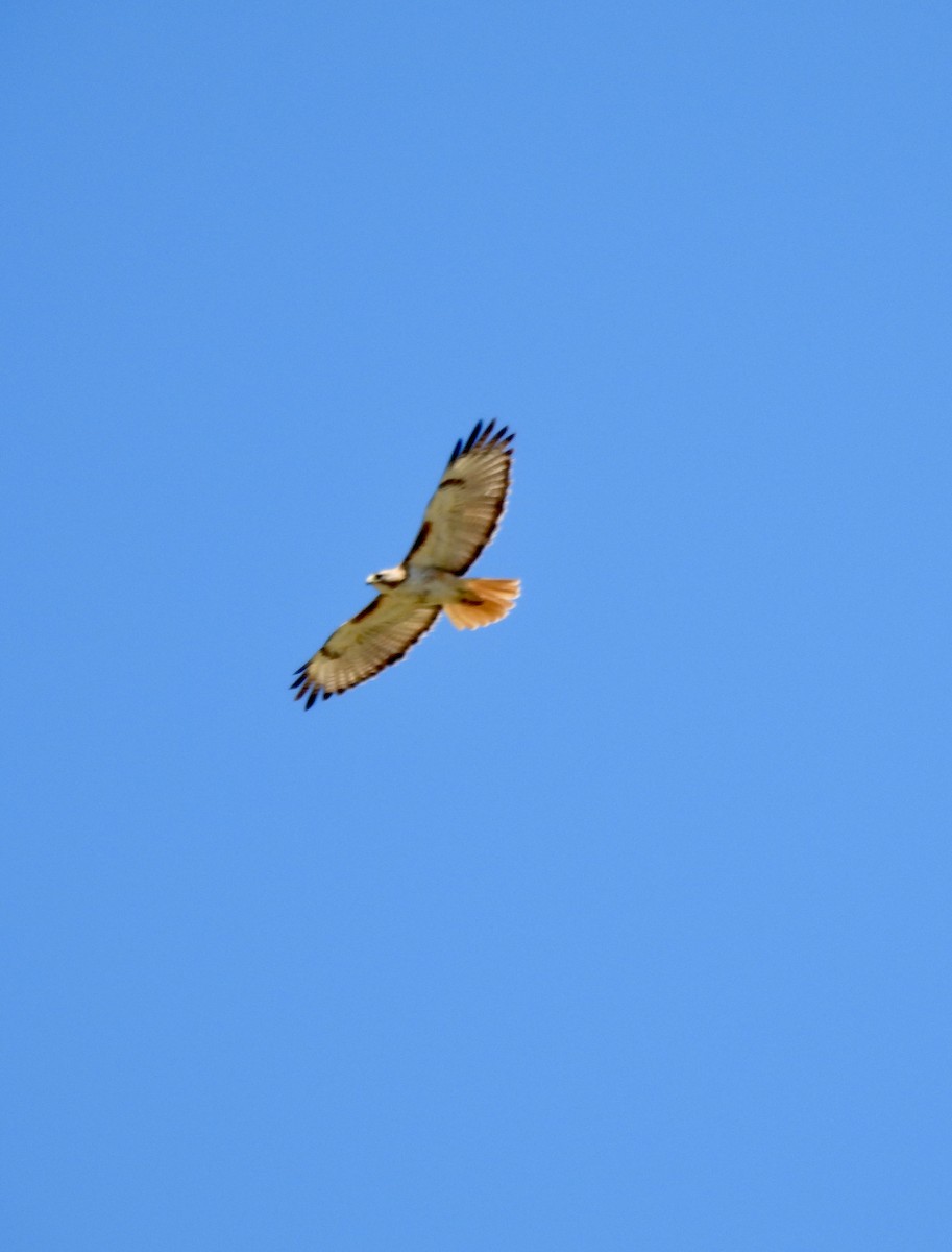 Red-tailed Hawk - ML620994390