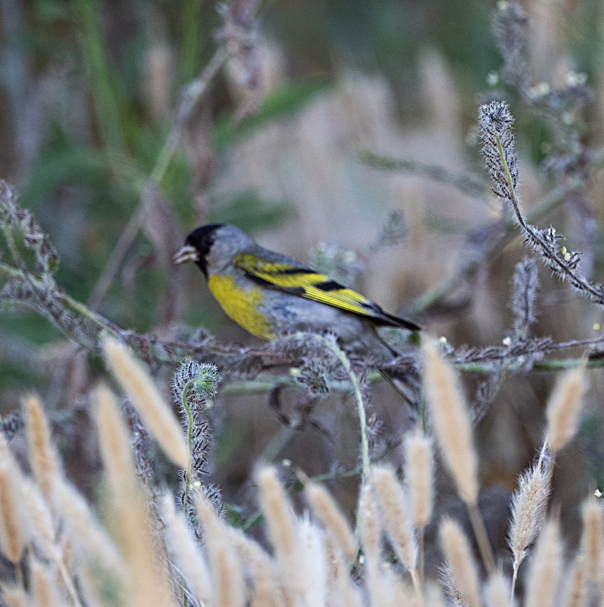 Lawrence's Goldfinch - ML620994392
