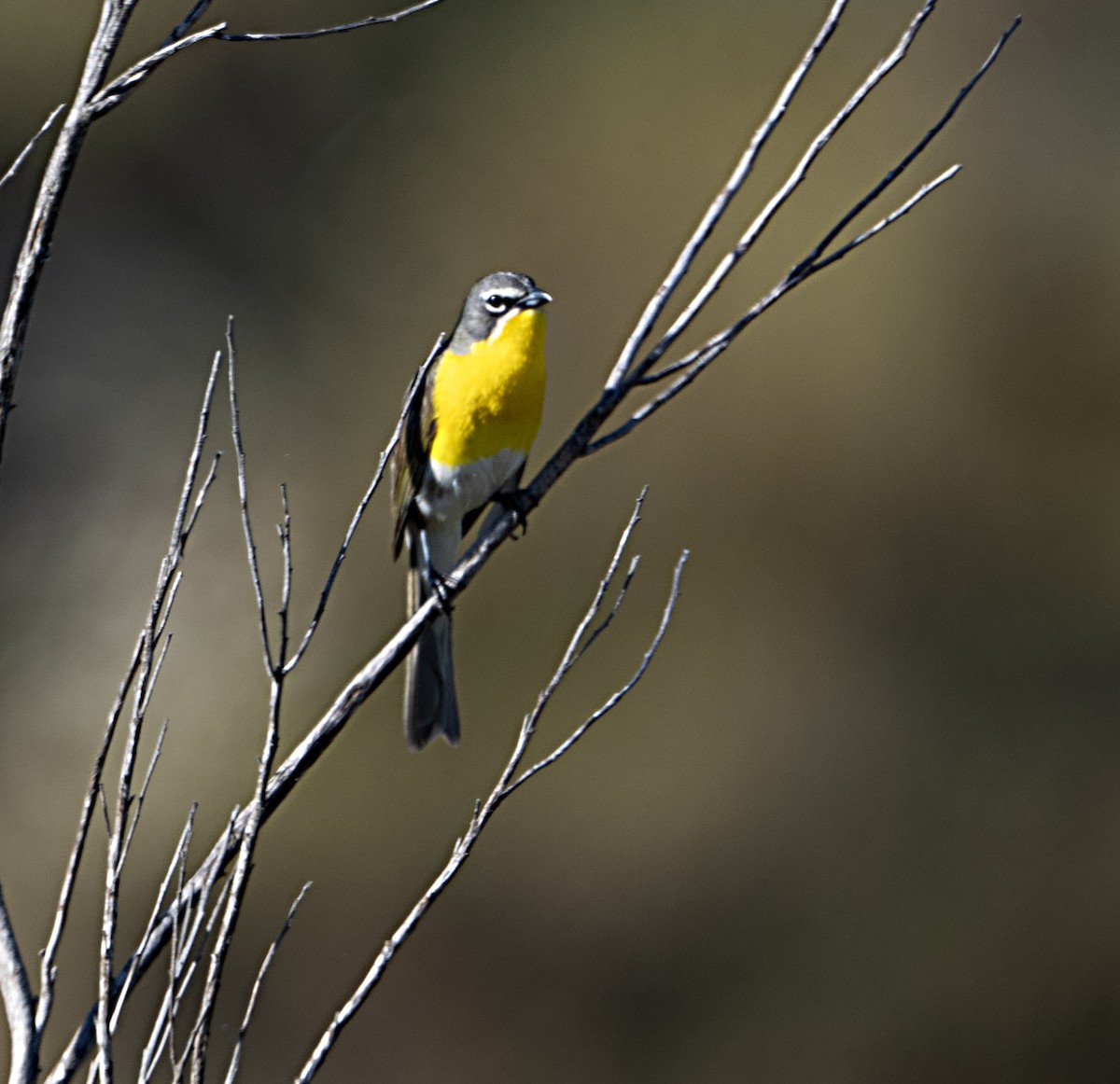 Yellow-breasted Chat - ML620994399