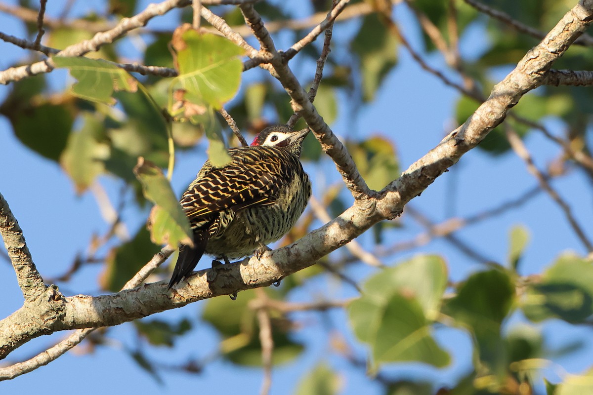 Green-barred Woodpecker (Golden-breasted) - Ohad Sherer