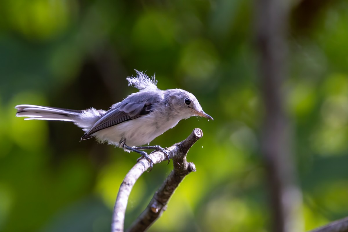 Brown-headed Nuthatch - ML620994414