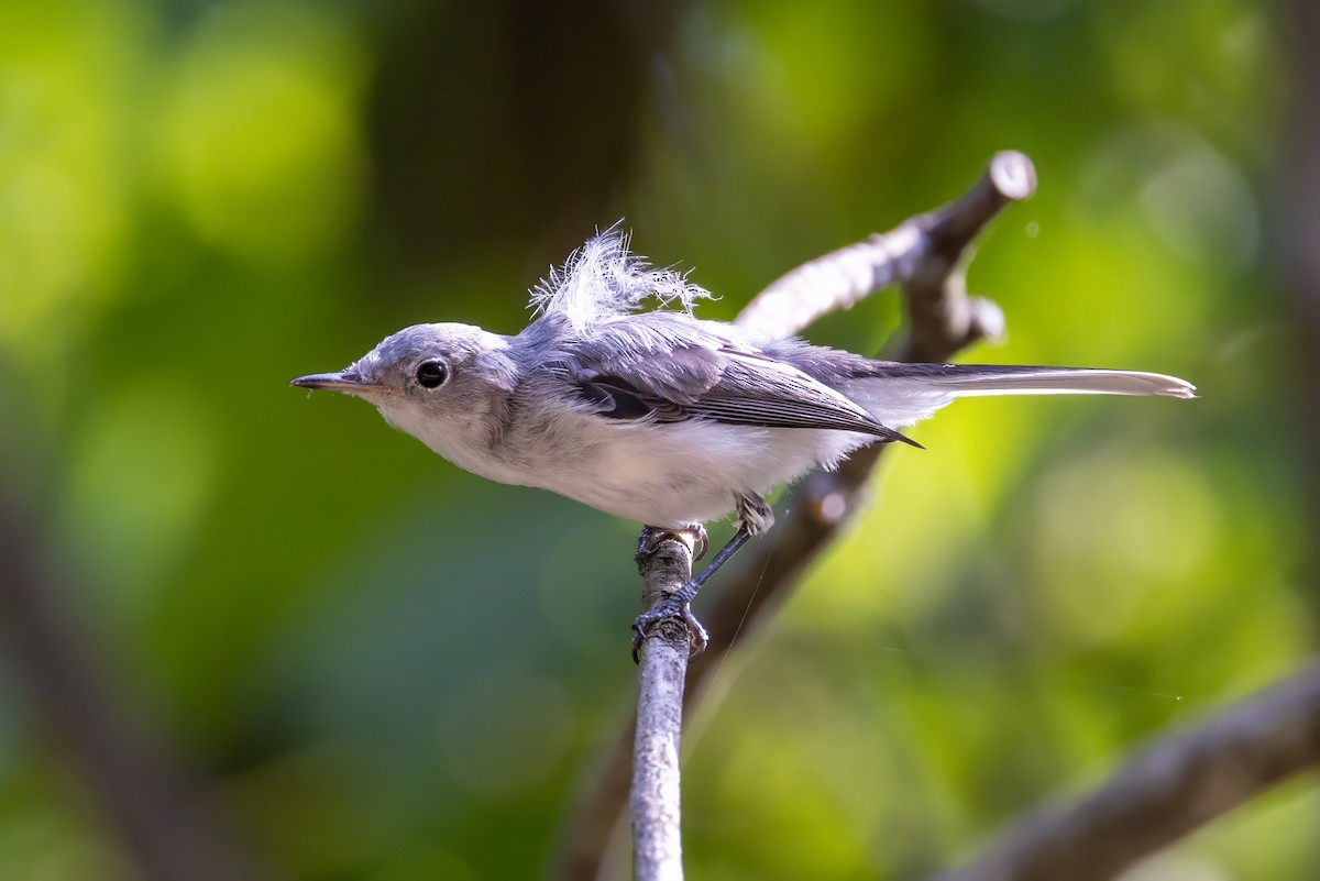 Brown-headed Nuthatch - ML620994416
