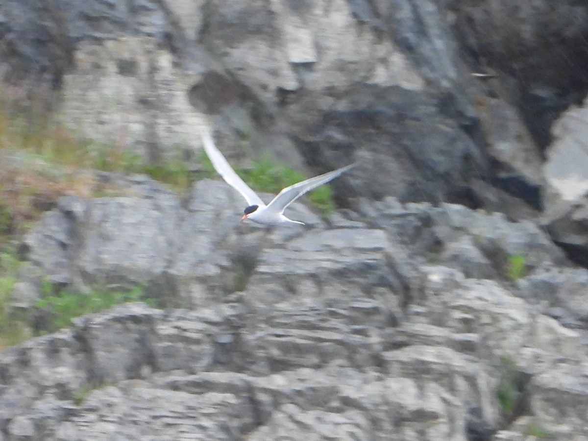 Common Tern - ML620994476