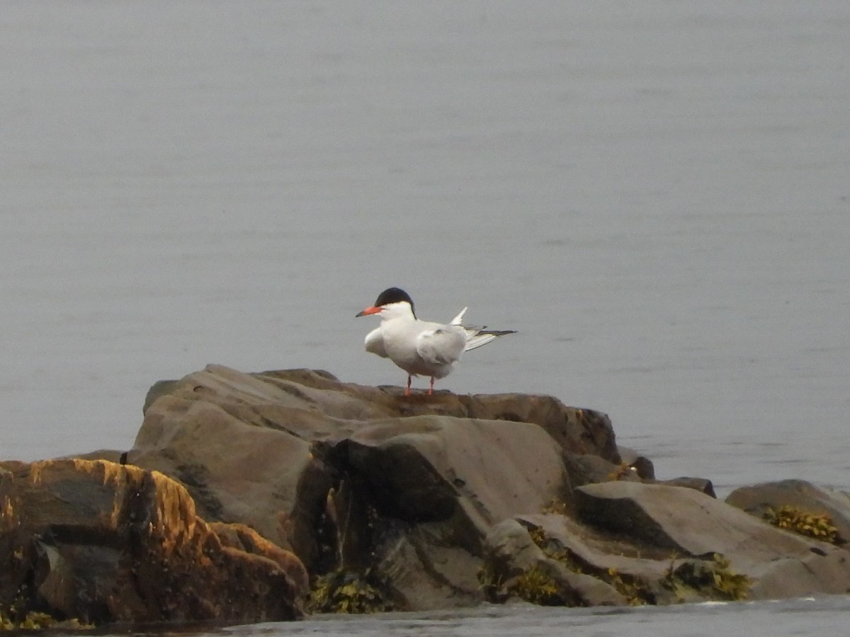Common Tern - ML620994477