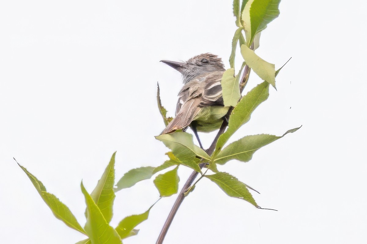 Great Crested Flycatcher - Sandy & Bob Sipe