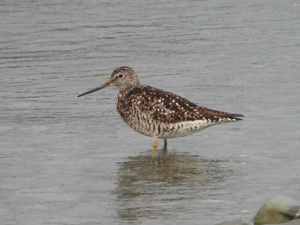 Greater Yellowlegs - ML620994505