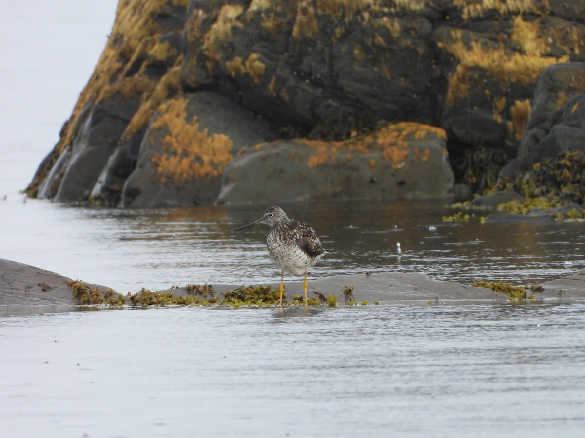 Greater Yellowlegs - ML620994506