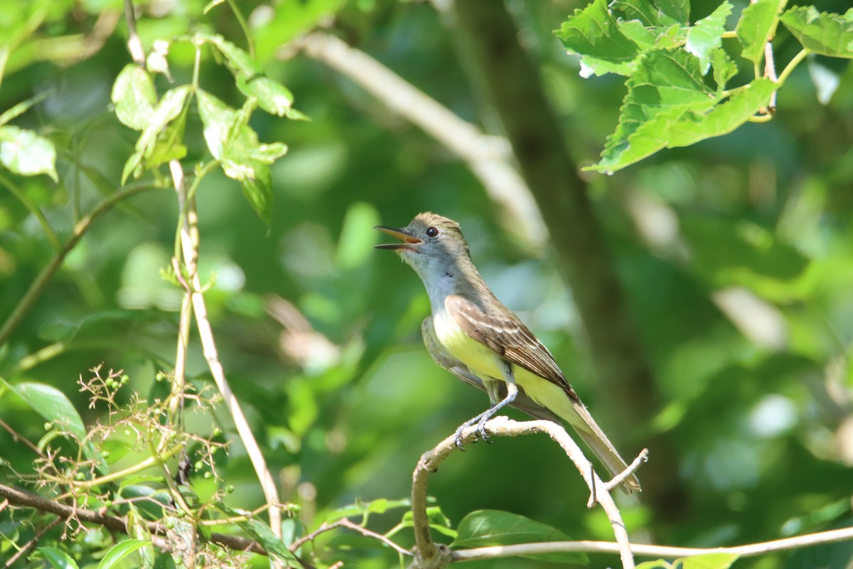 Great Crested Flycatcher - ML620994528