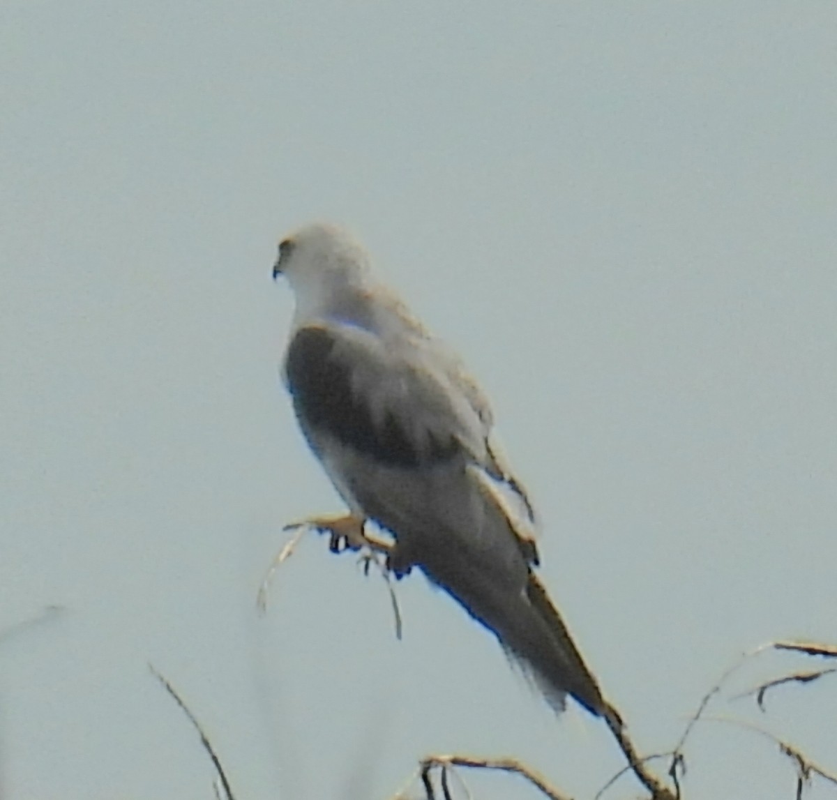 White-tailed Kite - ML620994614