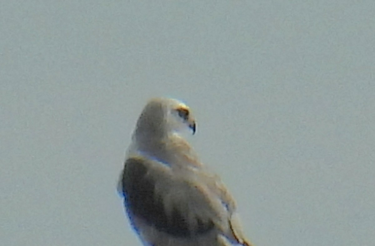 White-tailed Kite - ML620994616