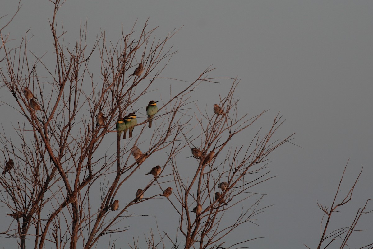 European Bee-eater - ML620994621