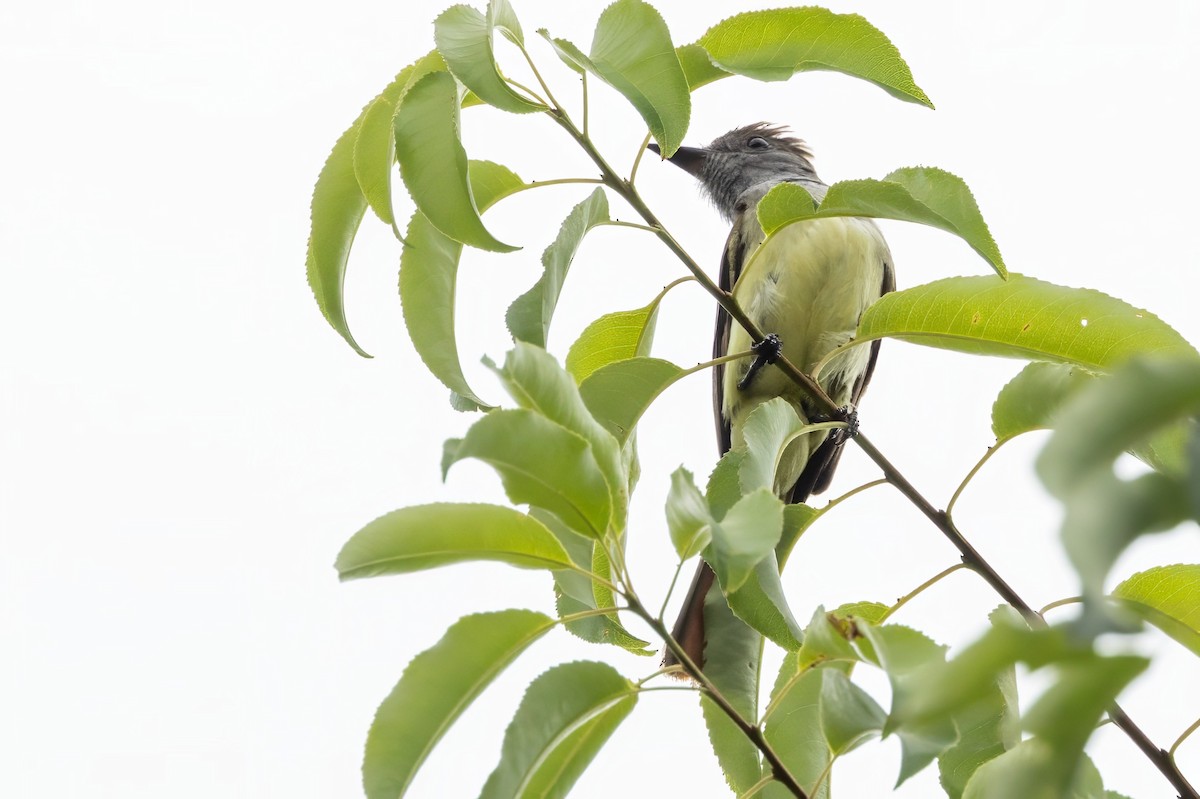 Great Crested Flycatcher - ML620994632