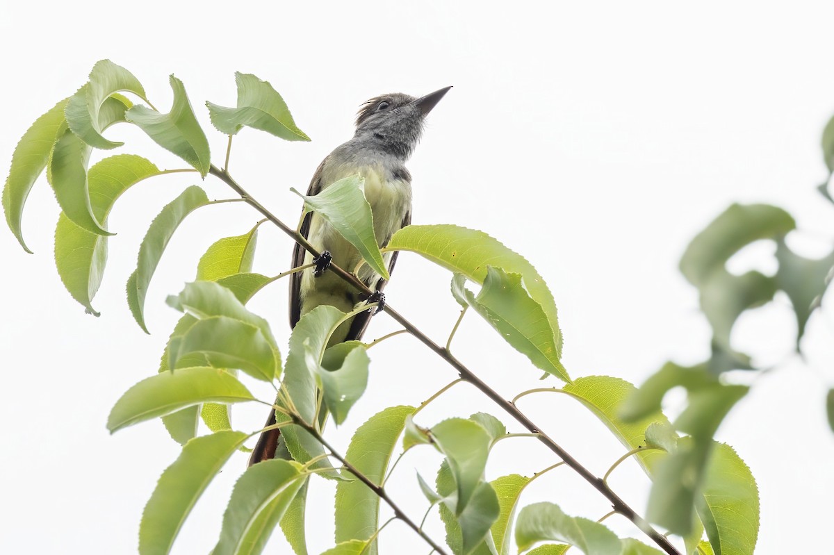 Great Crested Flycatcher - ML620994633