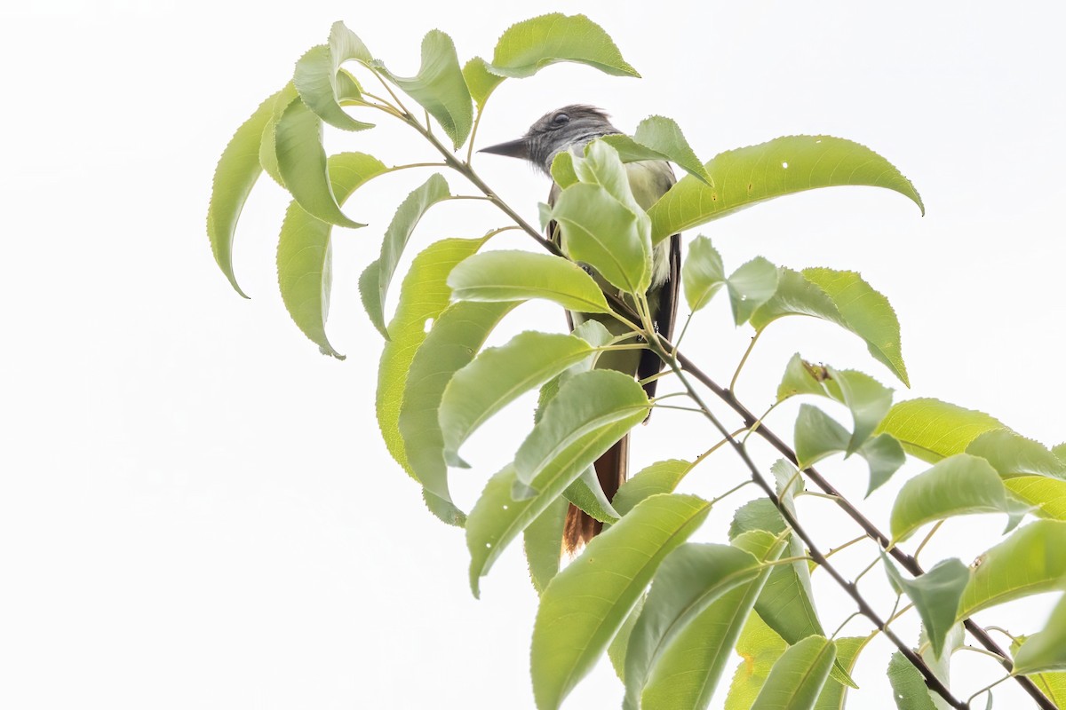 Great Crested Flycatcher - ML620994634