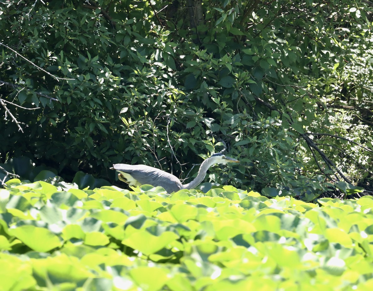 Great Blue Heron - ML620994654