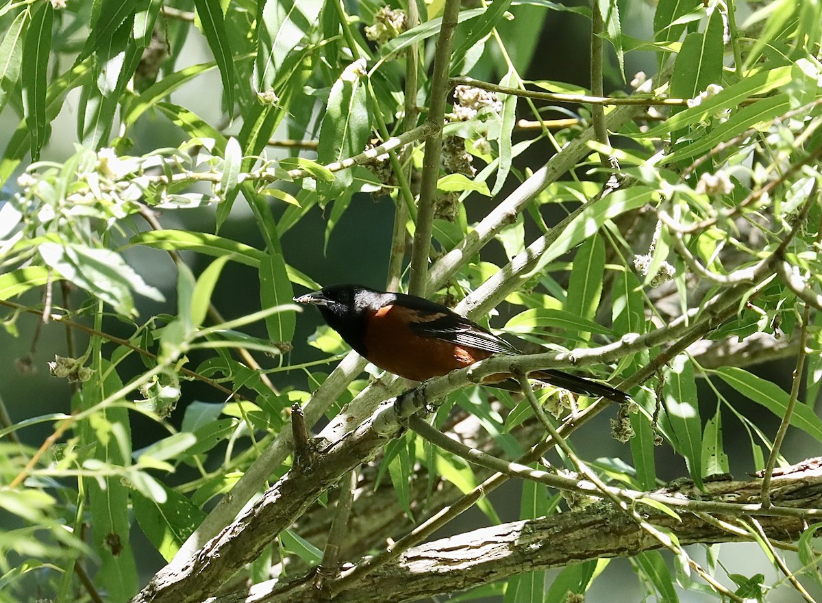 Orchard Oriole - ML620994664