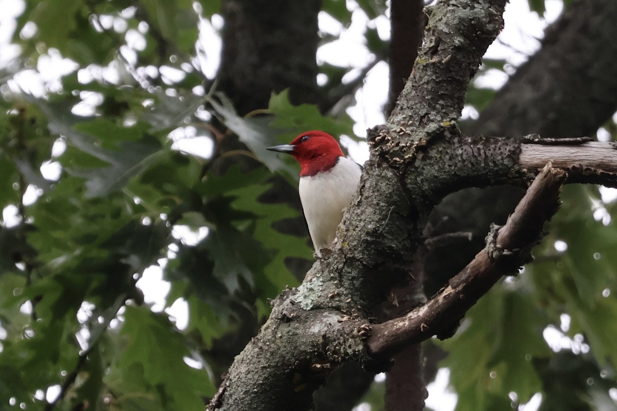 Red-headed Woodpecker - ML620994666