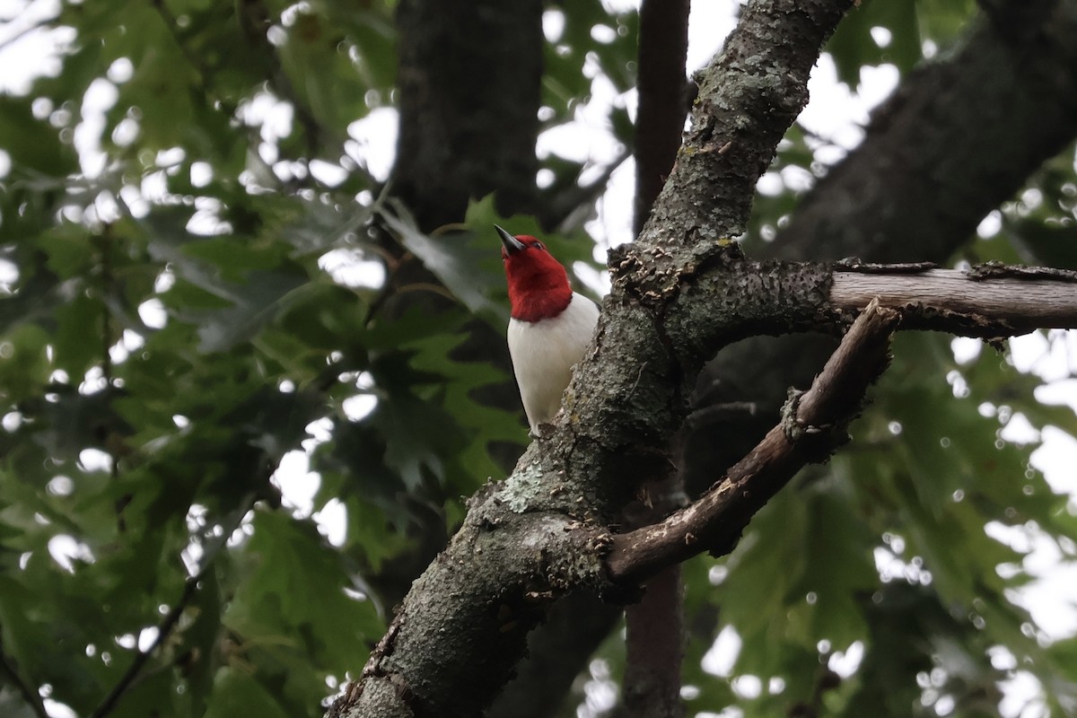 Red-headed Woodpecker - ML620994667