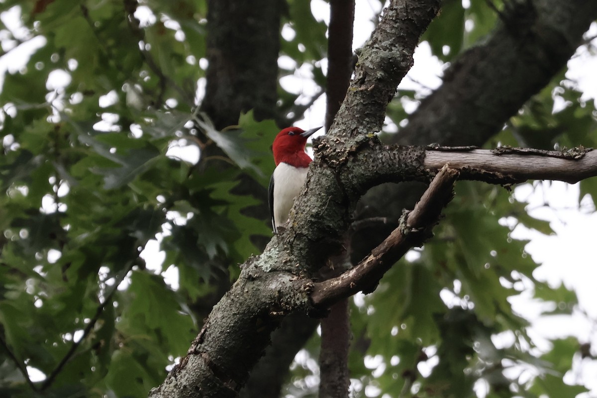 Red-headed Woodpecker - ML620994668