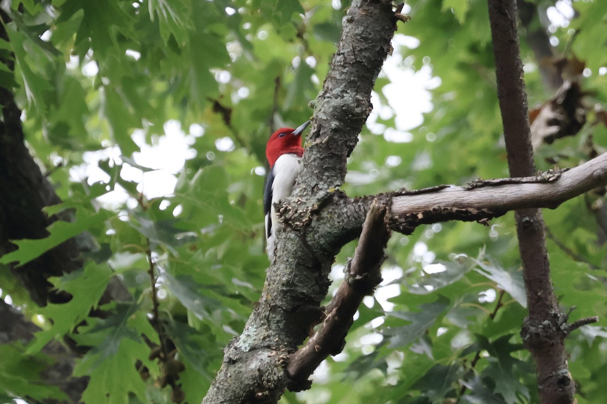 Red-headed Woodpecker - ML620994669