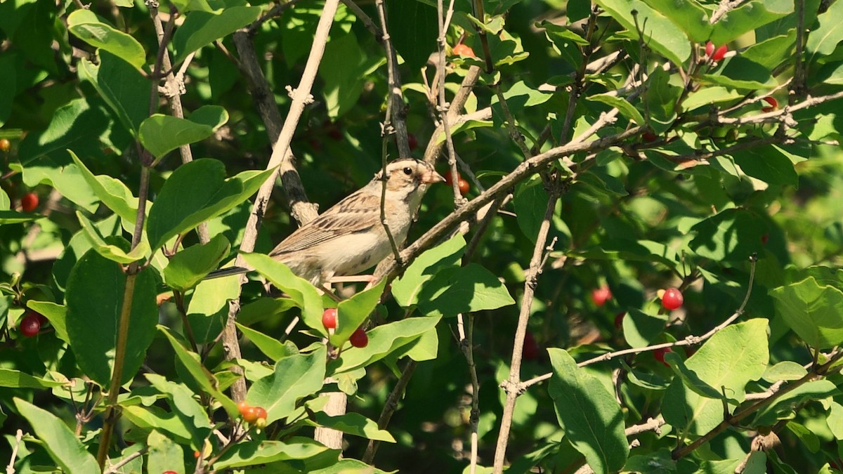 Clay-colored Sparrow - ML620994704