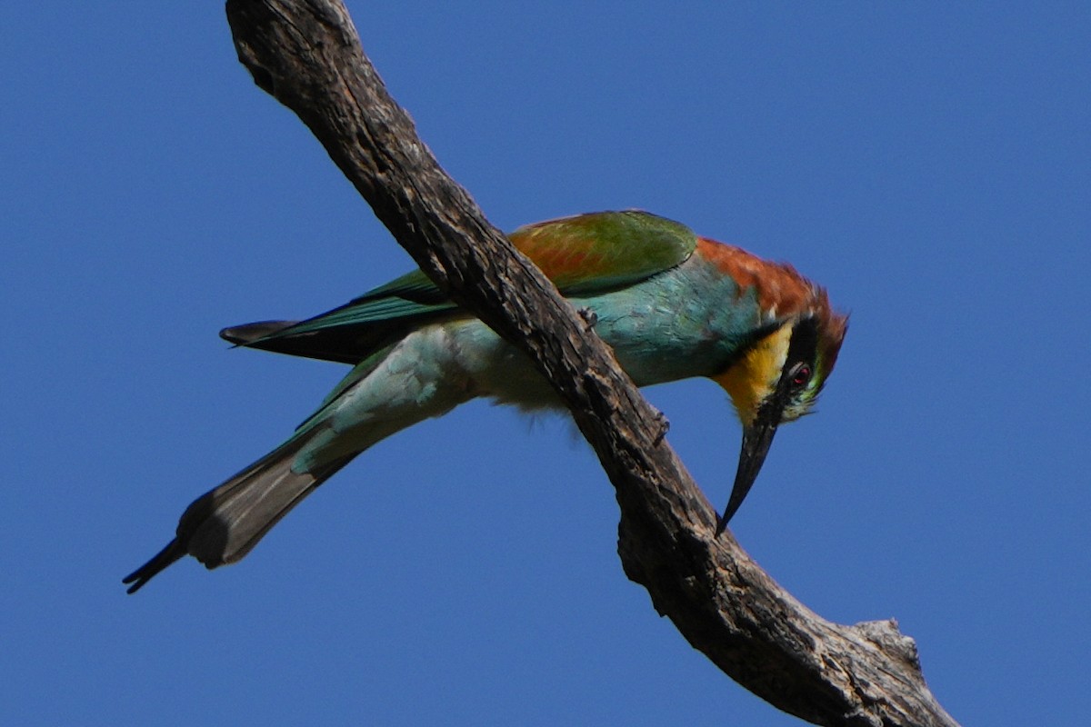 European Bee-eater - ML620994706
