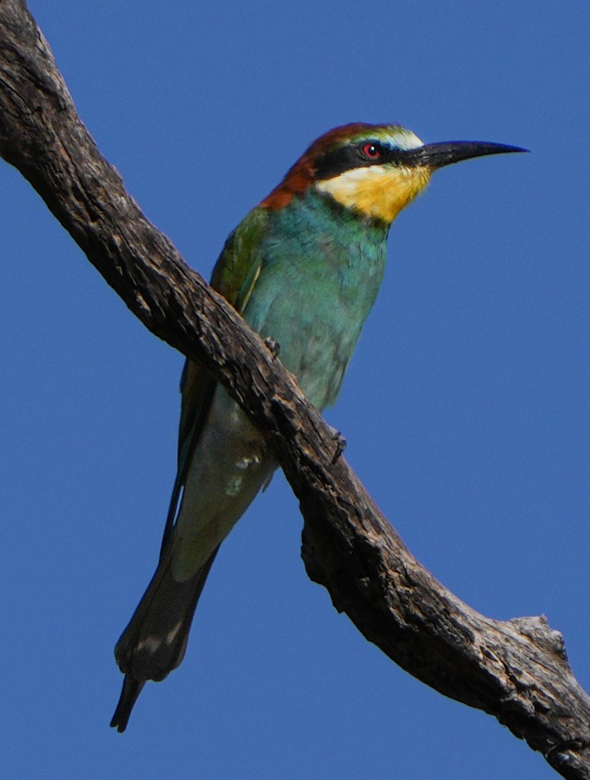 European Bee-eater - ML620994707