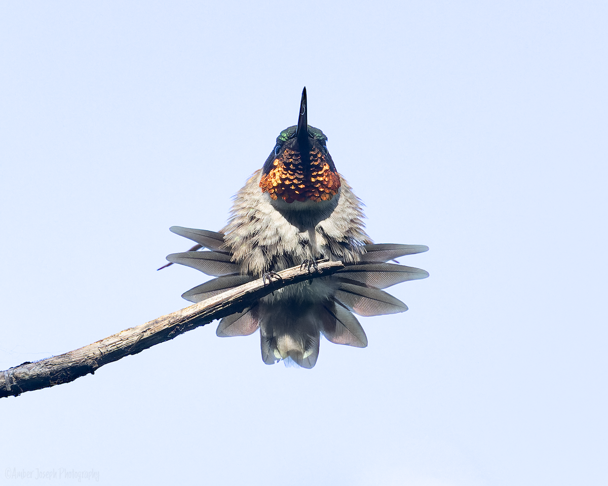 Ruby-throated Hummingbird - ML620994709