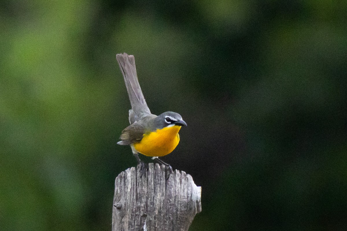 Yellow-breasted Chat - ML620994710