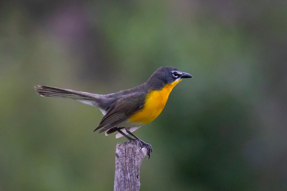 Yellow-breasted Chat - ML620994711