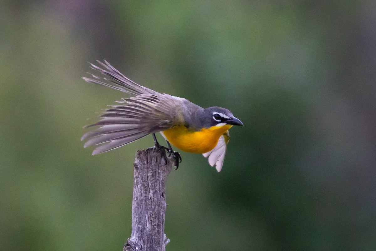 Yellow-breasted Chat - ML620994712
