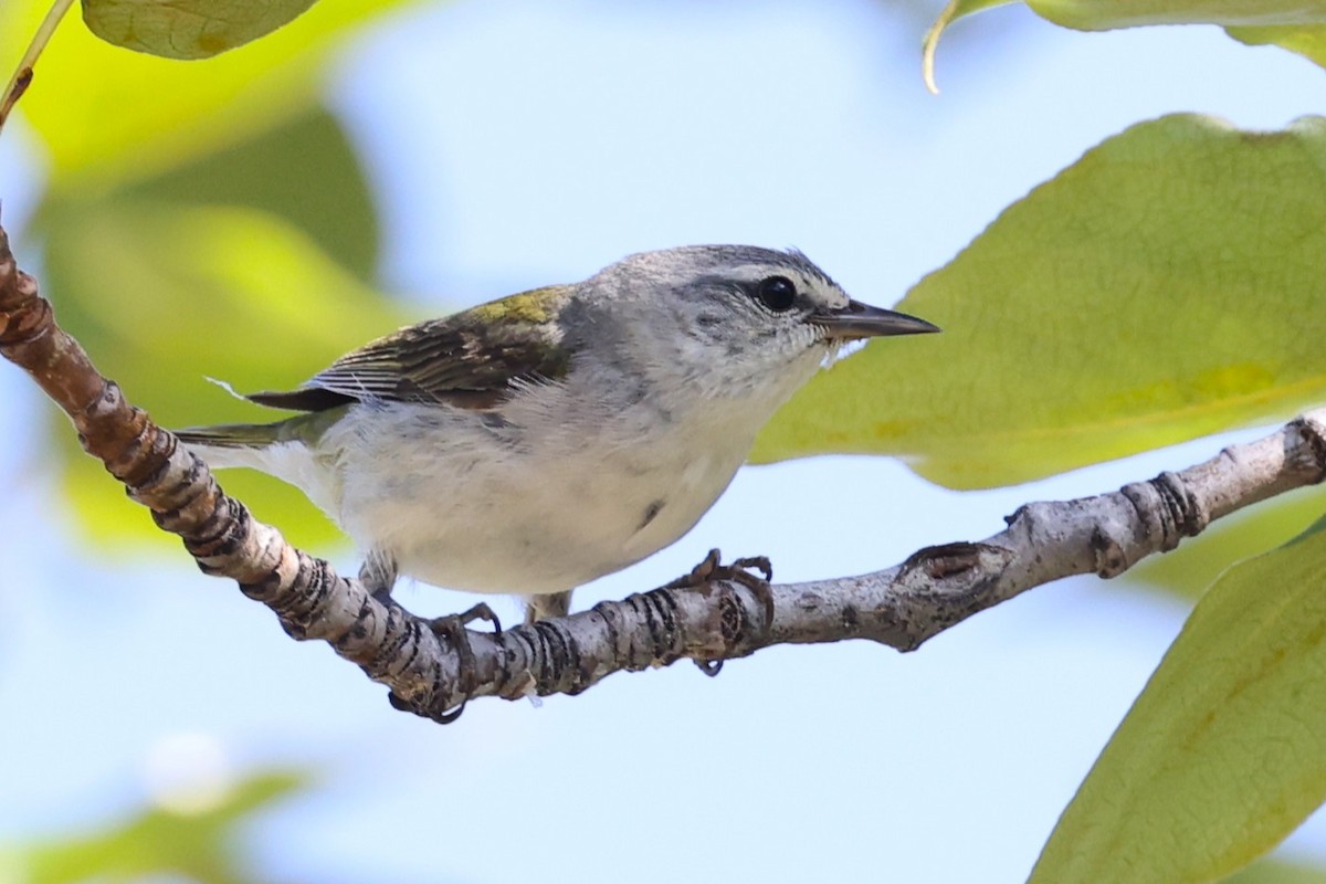 Brauenwaldsänger - ML620994745