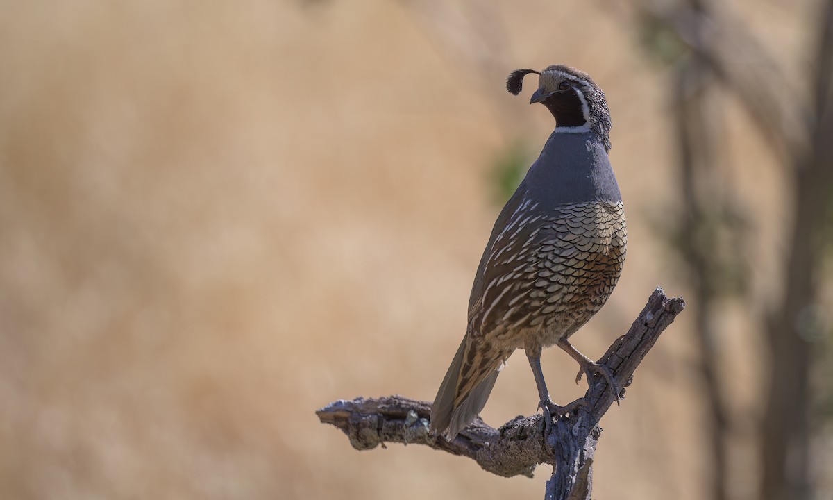 California Quail - ML620994833