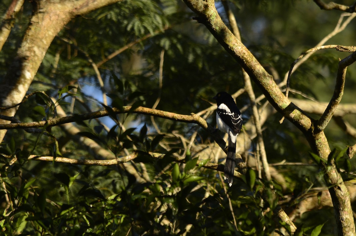 Magpie Tanager - ML620994835