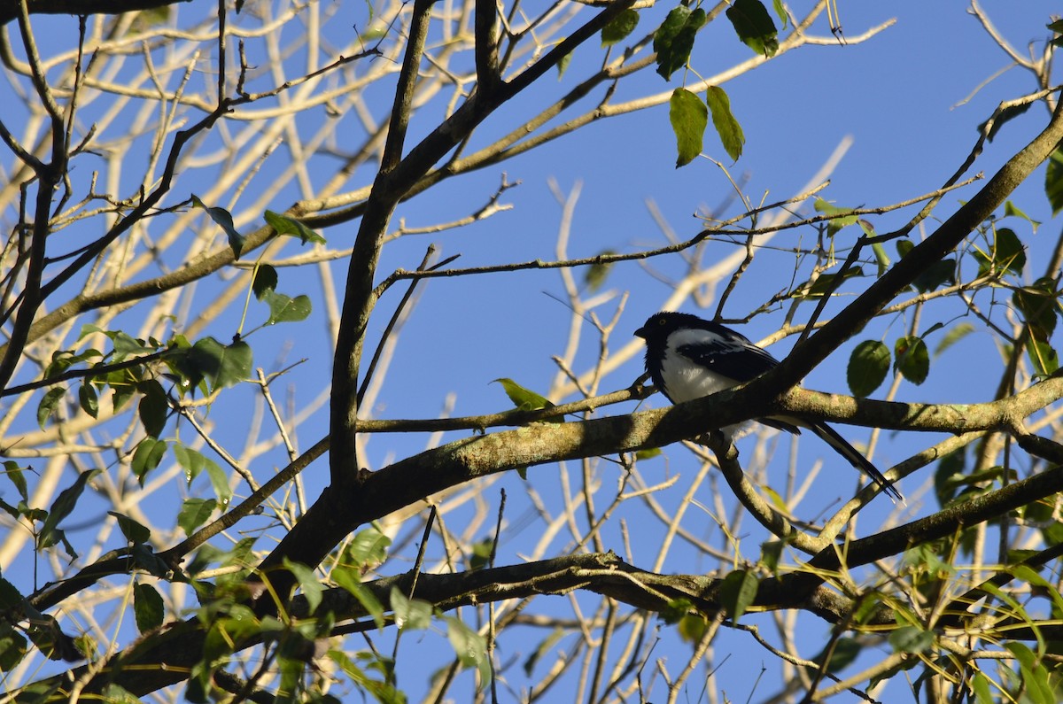 Magpie Tanager - ML620994837