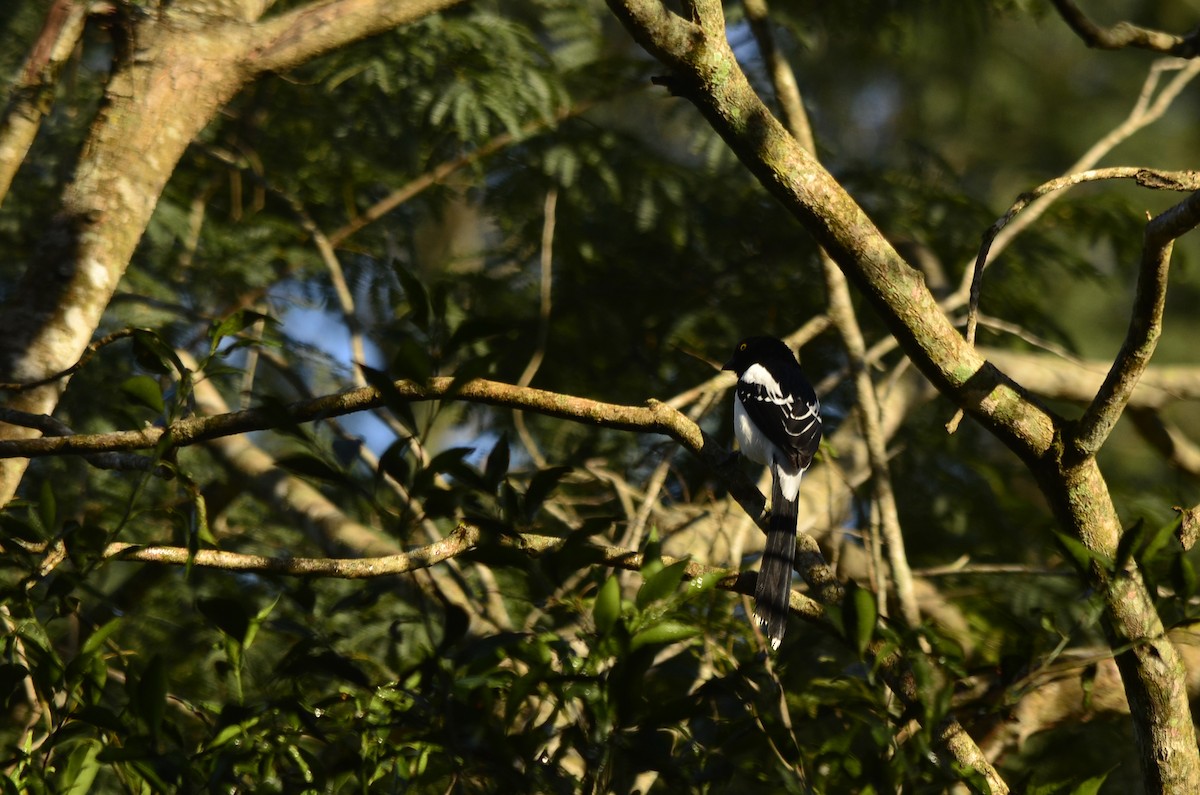 Magpie Tanager - ML620994838