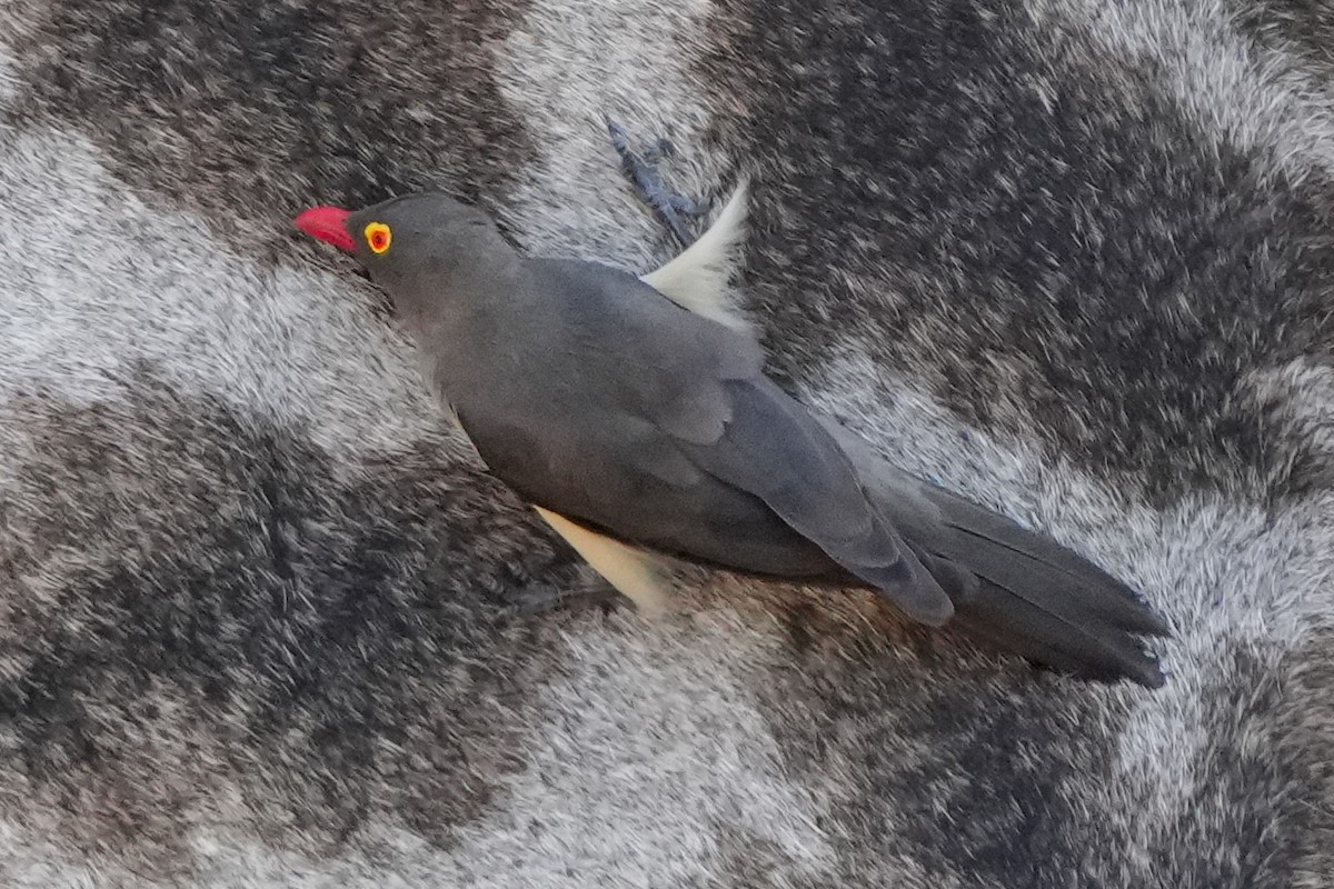 Red-billed Oxpecker - ML620994874