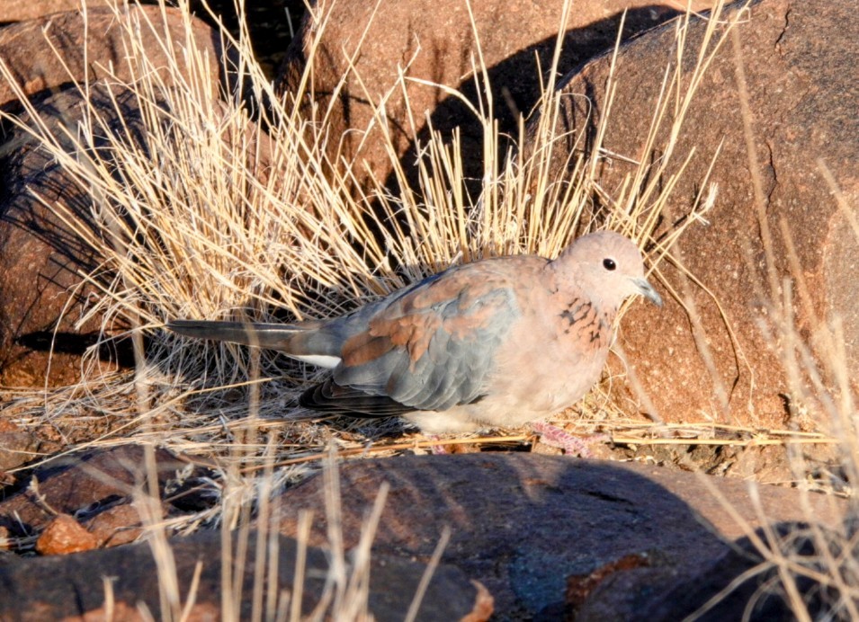 Laughing Dove - ML620994876