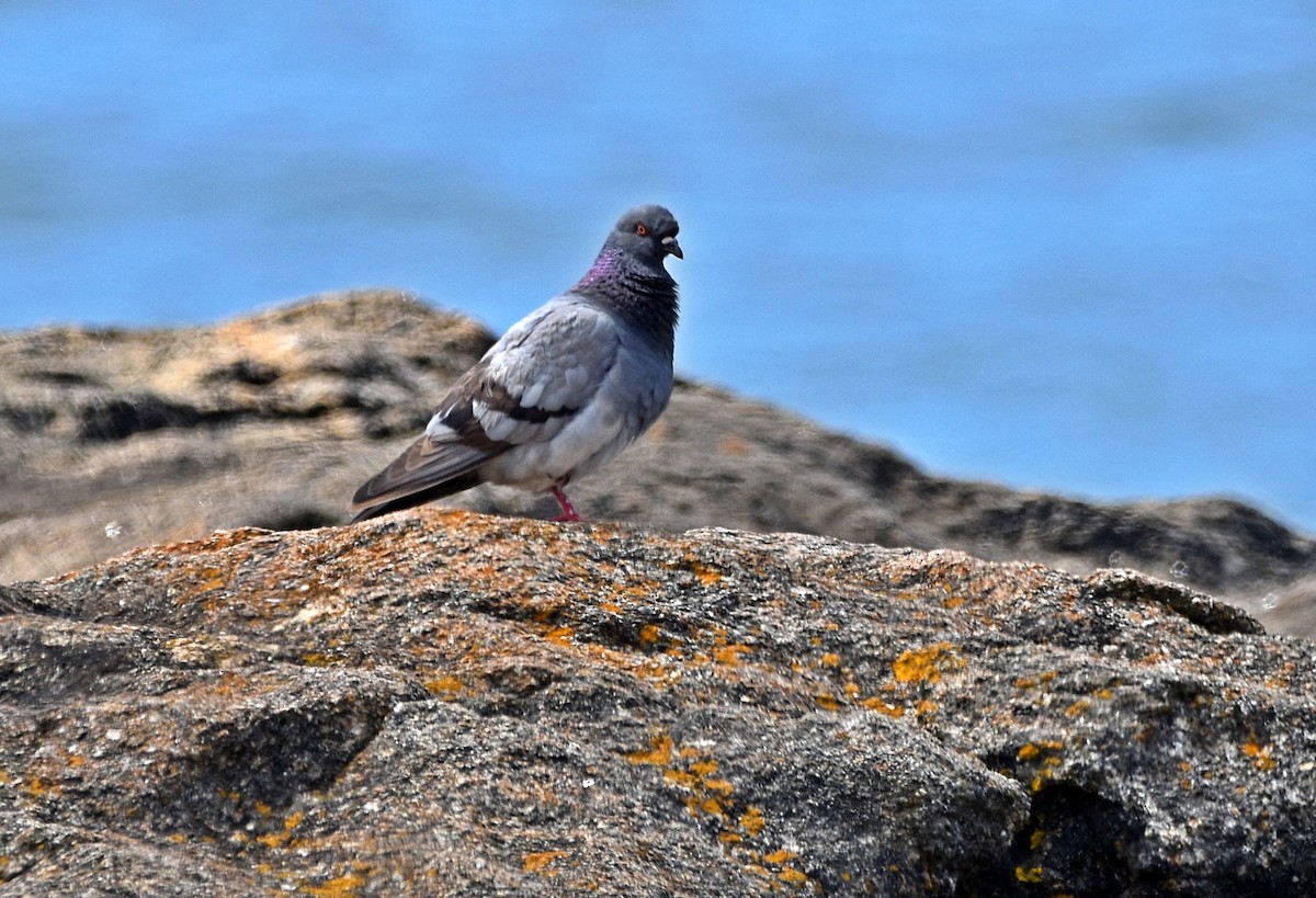 Rock Pigeon (Feral Pigeon) - ML620994916