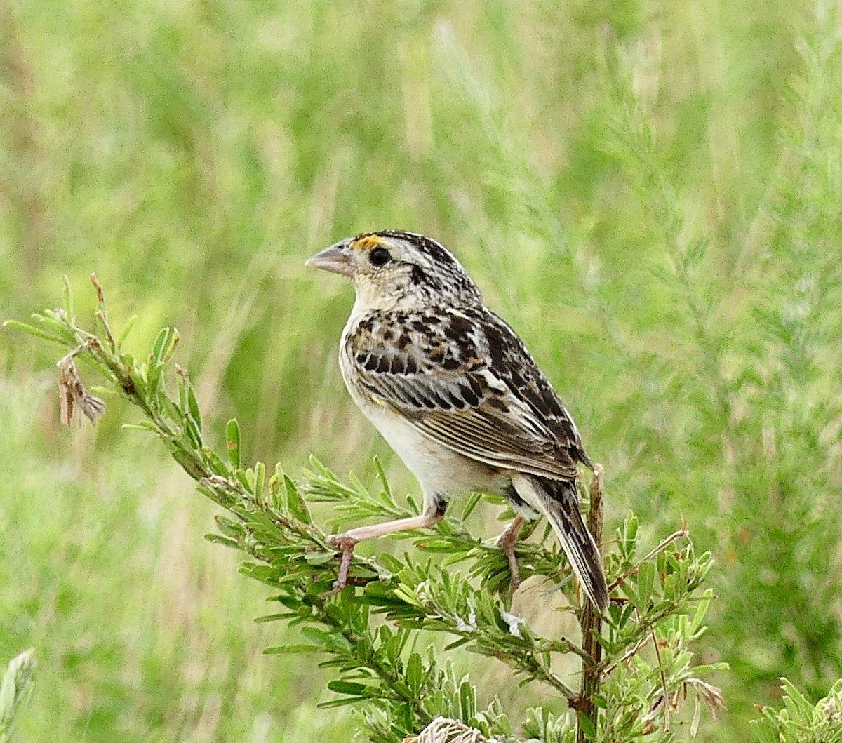 Grasshopper Sparrow - ML620994960