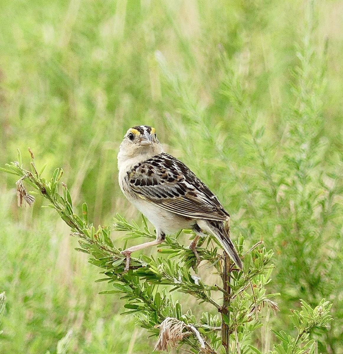 Grasshopper Sparrow - ML620994961