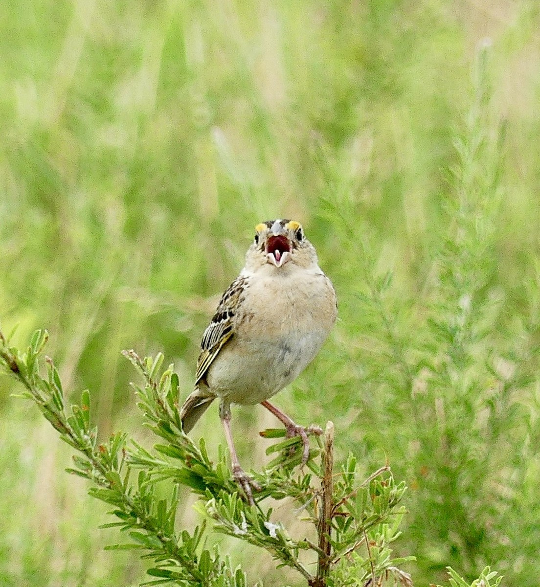Grasshopper Sparrow - ML620994962