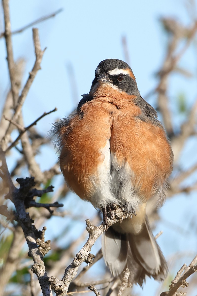 Black-and-rufous Warbling Finch - ML620995088