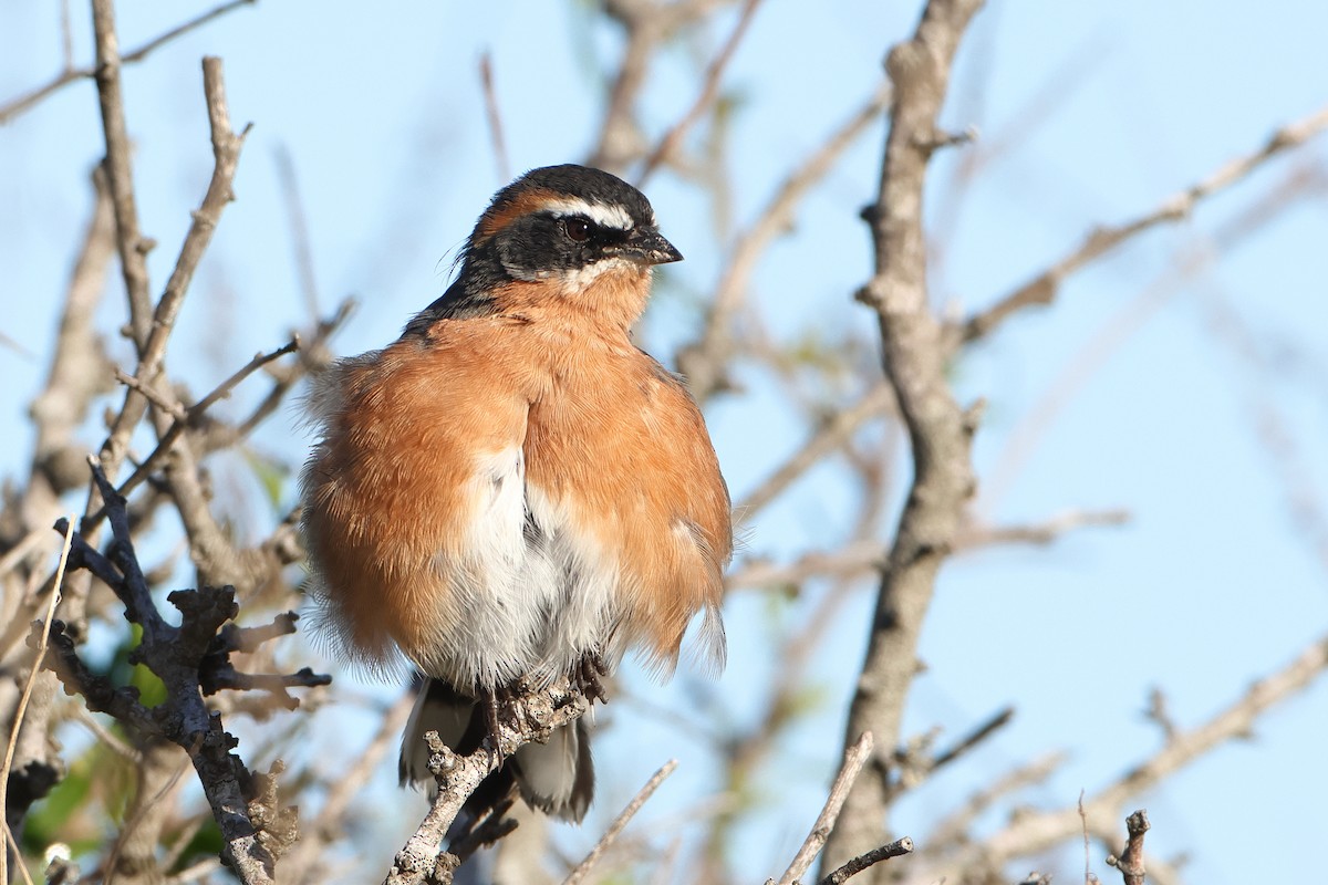 Black-and-rufous Warbling Finch - ML620995089