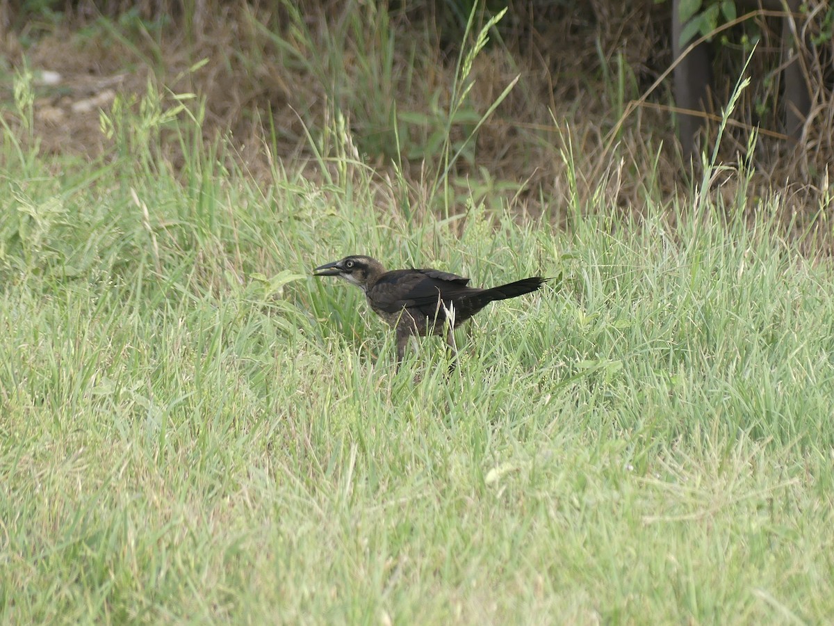 Great-tailed Grackle - ML620995110